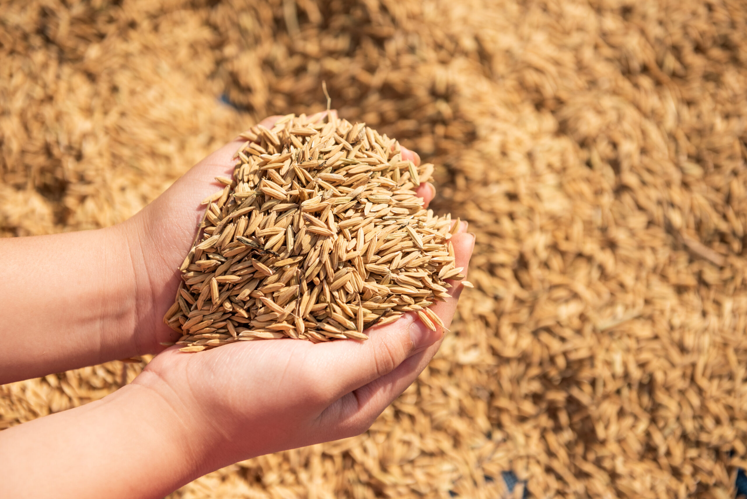 Animal feed